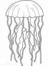 Jellyfish Meduza Colorat Medusa Medusas Meduse Desene Planse Méduse Meduzy Getdrawings Pesce Pesci Aprende Kolorowanki Amfibieni Coloriages Animale Primaire Kolorowanka sketch template