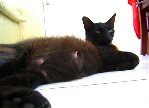 7 Things You Need To Know About Breast Cancer In Cats Catster