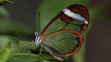 images clarify  glasswing butterflies   wings