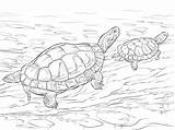 Turtle Eared Imgkid K5worksheets sketch template