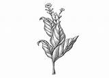 Tobacco Leaf Brazilian Illustration Plant Tattoo Drawing Leaves Botanical Rose Logo Stevennoble Board Size Choose sketch template