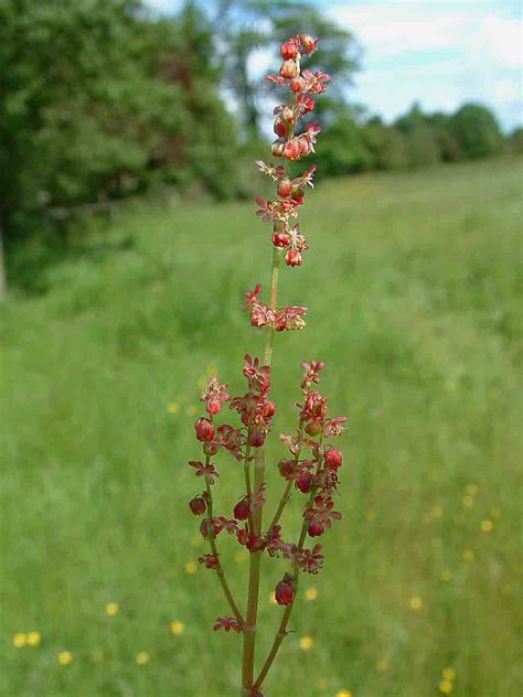 rumex acetosa  zealand plant conservation network