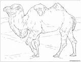 Bactrian Printable Animals sketch template