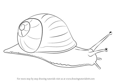 learn   draw  snail snails step  step drawing tutorials