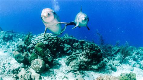 zwemmen met dolfijnen curacao kim   world