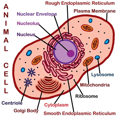clipart   animal cell nucleous clipground