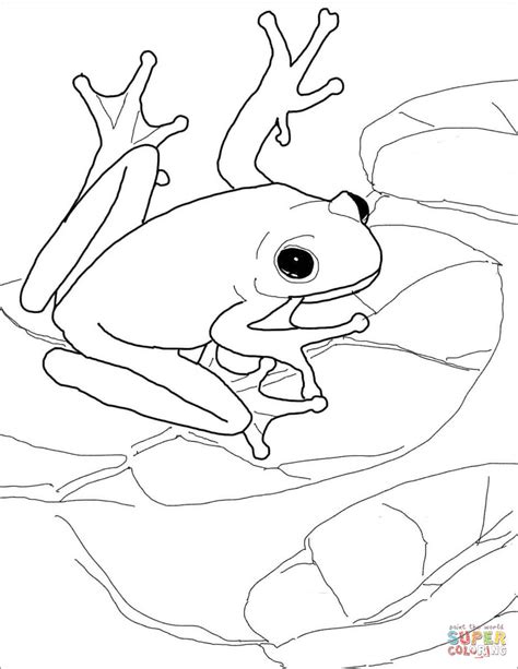 rainforest frogs coloring pages