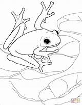 Frog Coloring Coqui Tree Pages Green Frogs Printable Drawing American Red Dart Eyed Bullfrog Poison Adults Puerto Rico Puzzle Color sketch template