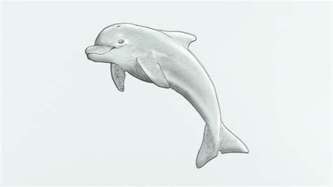 ways  draw  dolphin wikihow