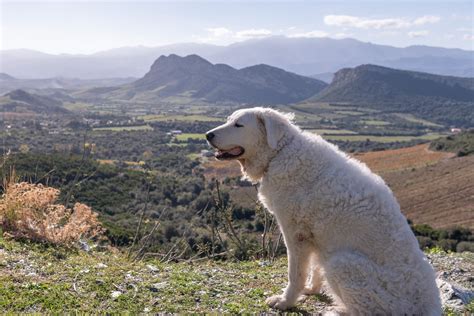 mountain dog breeds  love  outdoors trusted