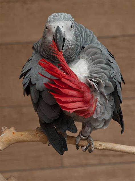 grey area  protection  african greys