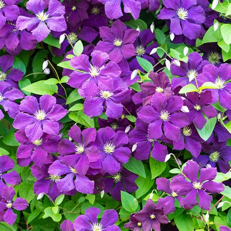 clematis polish spirit deciduous purple flowering outdoor garden