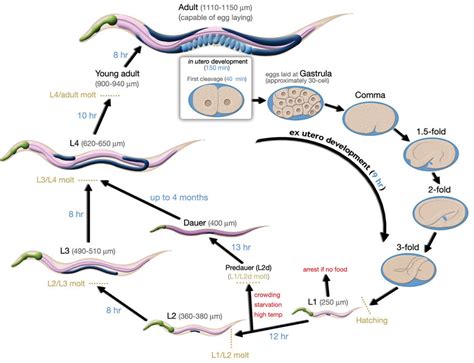 1 life cycle of hermaphrodite c elegans at 22 c the egg is laid at