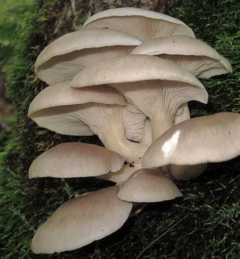 filepleurotus ostreatus pleurote en huitre croppedjpg wikimedia commons