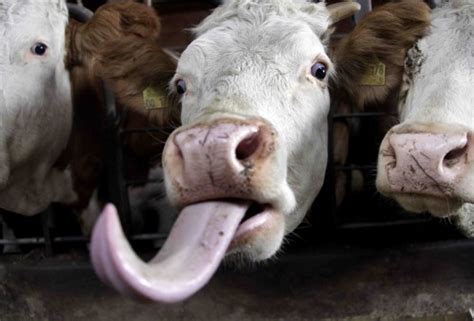 Cow vagina sex