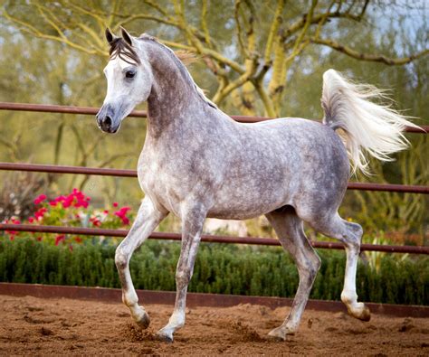 khalif swf arabian horses  stonewall farm