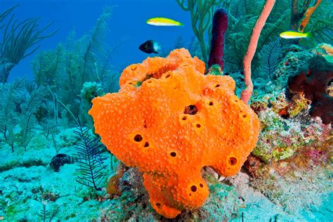 amazing facts  secrets  sea sponges spongean