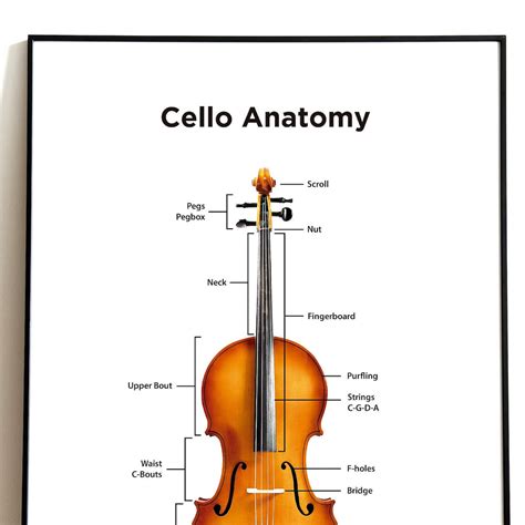 cello anatomy poster cello parts classical  instrument etsy