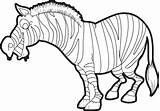 Zebra Coloring Pages Cartoon Funny Stripes Without Getcolorings Getdrawings sketch template