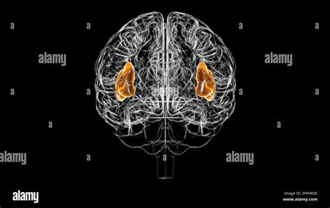 brain insula anatomy  medical concept  illustration stock photo
