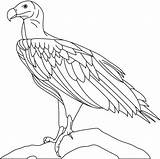 Eagles Vulture Getdrawings Print Getcolorings sketch template