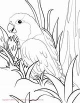 Coloring Parrotlet Conure Sun Pages Budgie Birds Drawing Printable Print Getdrawings Popular Color sketch template
