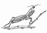 Sprinkhaan Kleurplaat Bidsprinkhaan Gottesanbeterin Mantide Heuschrecke Saltamontes Mantodea Malvorlage Mantis Praying Ausmalbild Grasshoppers Colorir Afb Ausmalbilder Herunterladen Große Insect Schulbilder sketch template