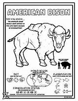 Bison Coloring American Activity Kids Pages Buffalo Yellowstone Animal Choose Board Craft Printable sketch template
