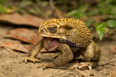 cane toads   salty secret  protect   shedding skin