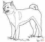 Coloring Akita American Pages Dog Drawing Puppy Printable Dogs Color Paper Sketch sketch template