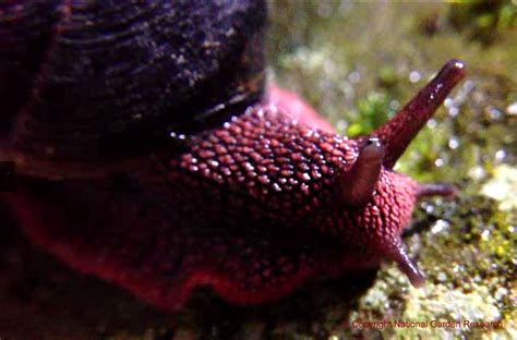 Slug And Snail Anatomy
