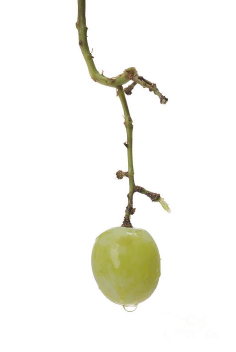 single grape   stem photograph  leah mcdaniel pixels