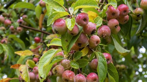 crabapple tree care  growing guide expert tips   versatile