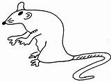 Rat Coloring Printable Pages Animals Kb Coloriage sketch template