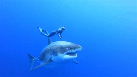 great white shark named deep blue hawaii sighting of