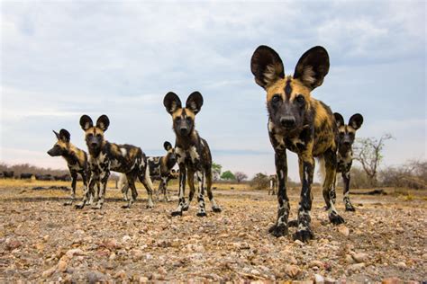 perked  african wild dogs magazine articles wwf
