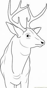 Coloring Buck Deer Pages Coloringpages101 sketch template