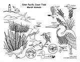 Marsh Tidal Coloring Pacific Coast Labeling Nature sketch template