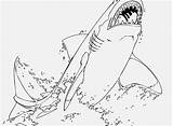Coloring Shark Great Pages Adults Color Getcolorings Getdrawings Print sketch template