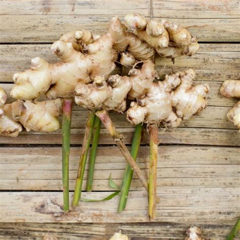 grow ginger organically  gardeners guide healthier steps