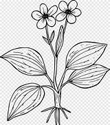 Ranunculus Plantain Pngegg sketch template