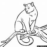 Puma Coloring Pages Animal Color Online Thecolor Animals Baby General Pumas Drawings Popular 1kb 560px sketch template