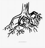 Coloring Root Roots Trunk Pngitem Clipartkey sketch template