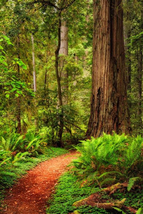 19 Redwood National Park Pictures That Make Me Want To Go