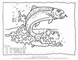 Trout Coloring Fish Rainbow Outline Pages Drawing Printable Color Water Forelle Malvorlage Koi Animal Clipart Lake Kids Detailed Line Wildlife sketch template