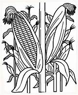 Corn Coloring Pages Field Plant Drawing Stalk Cornstalk Clipart Stalks Indian Printable Sheet Vegetables Fruits Kids Book Cob Cornfield Colouring sketch template