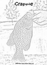 Coloring Pages Crappie sketch template