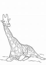 Giraffa Pianetabambini Stampare Disegno Singolarmente sketch template