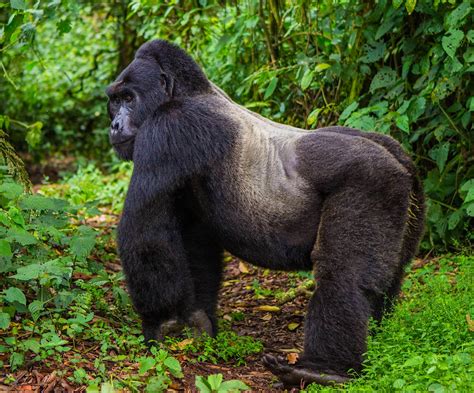 endangered mountain gorilla populations  rising