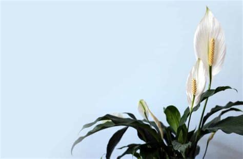 grow peace lily  water step  step guide spathiphyllum care